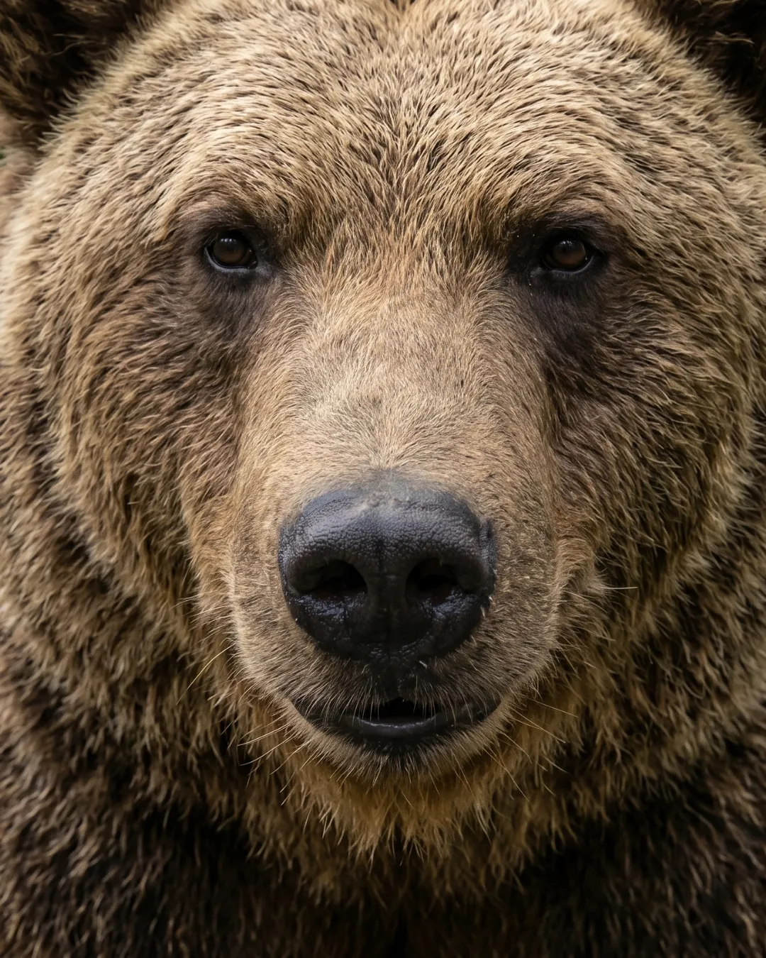 Avistamiento de oso pardo cantábrico